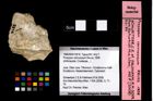 Foto (Objekt + Etikett) von Prosopon verrucosum (Reuss, 1858)  (NHMW-GEO-1990-0041-2516)